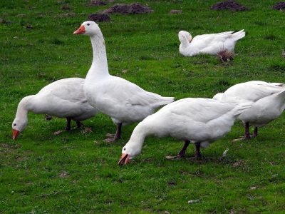 geese-3710146_1920