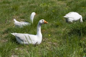 geese-5231779_1920